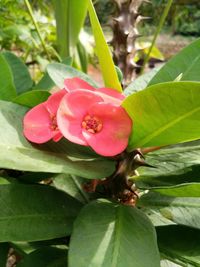 Close-up of red flower blooming on plant