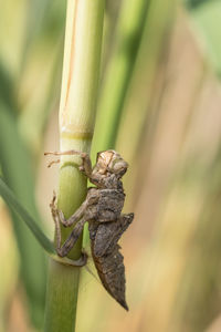 Close-up of insect on leaf