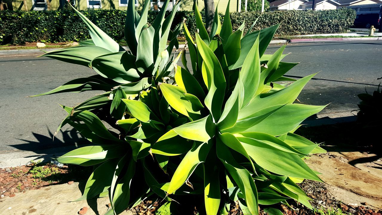 leaf, growth, plant, green color, sunlight, nature, growing, day, front or back yard, outdoors, high angle view, no people, potted plant, freshness, close-up, shadow, beauty in nature, building exterior, green, built structure