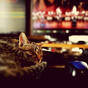 Close-up of cat sleeping on table by computer