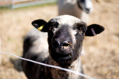 Close-up portrait of cow