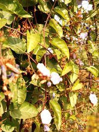 Close-up of flowering plant against tree