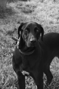 Close-up portrait of dog on field