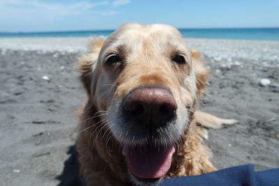 Portrait of dog at beach against sky