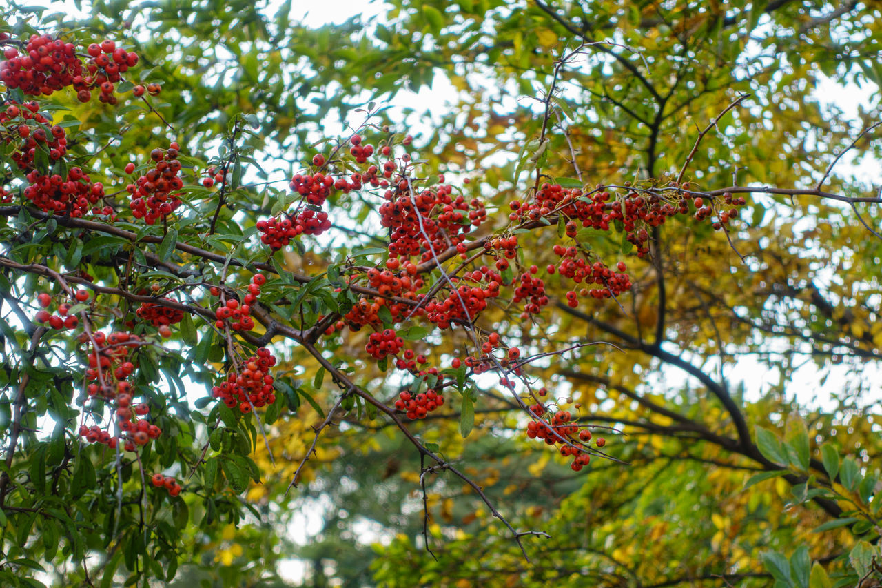 LOW ANGLE VIEW OF RED FRUITS ON TREE