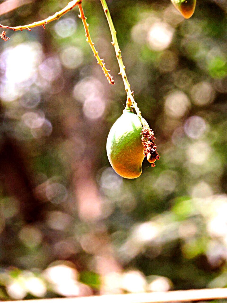 CLOSE-UP OF FRUITS HANGING ON TREE