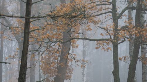 Trees by plants during winter