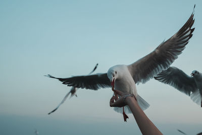 Low angle view of seagull flying