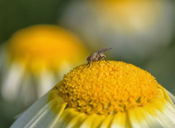 Close-up of insect pollinating on yellow flower