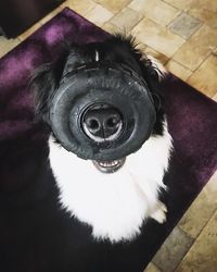 Close-up portrait of dog at home