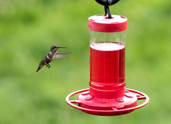 Hummingbird flying towards red bird feeder