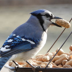 Close-up of bird on feeder