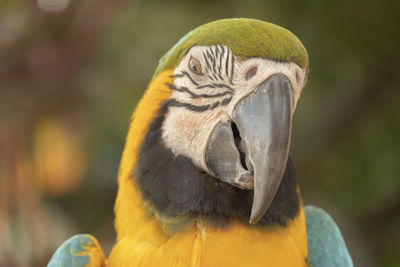 Close-up of a bird