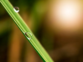 Close-up of water drops on grass