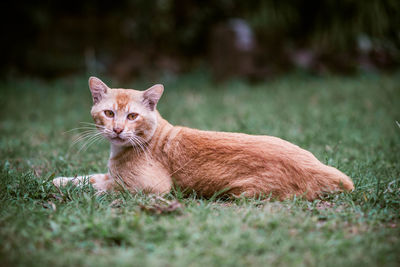 Portrait of ginger cat lying on grass