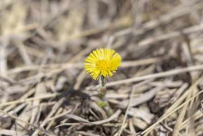 Close-up of yellow flowering plant on field