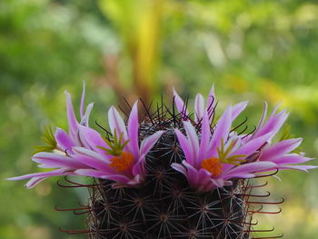 Close-up of pink flowering plant