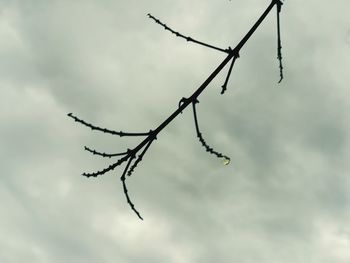 Low angle view of silhouette plant against sky