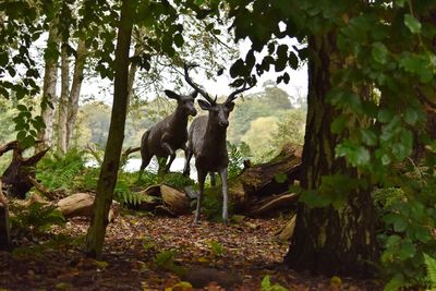 Sheep standing in a forest