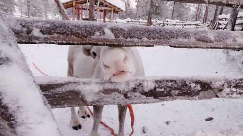 Close-up of horse on snow