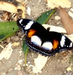 Close-up of butterfly