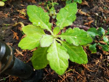 High angle view of plant leaves on field