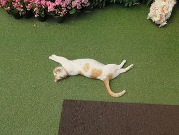 High angle view of dog on grass