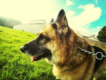 Dog looking away on grassy field