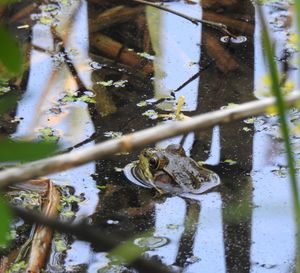 Green frog in water