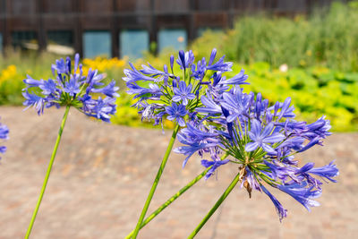 flowering plant