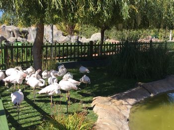 View of birds perching in park