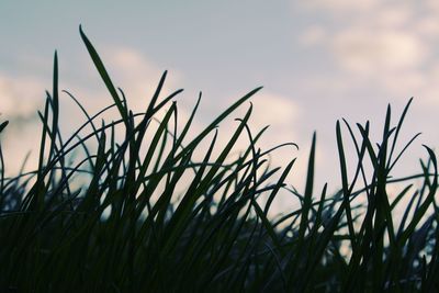 Close-up of fresh grass against sky