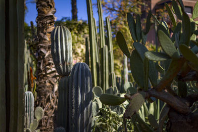 Close-up of succulent plant on field