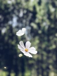 Close-up of white daisy flower