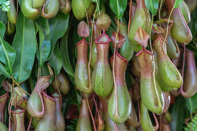 Close-up of vegetables for sale in market