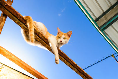 Low angle view of a cat against sky
