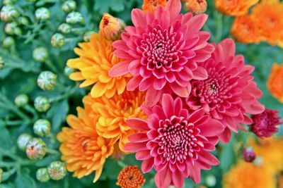 Close-up of pink dahlia flowers