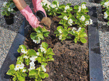 Low section of woman standing amidst plants