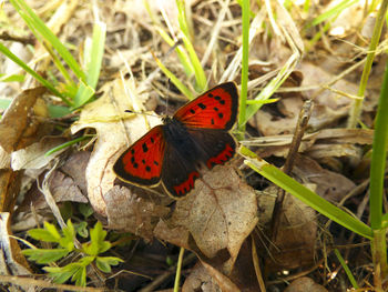 Close-up of butterfly on plant