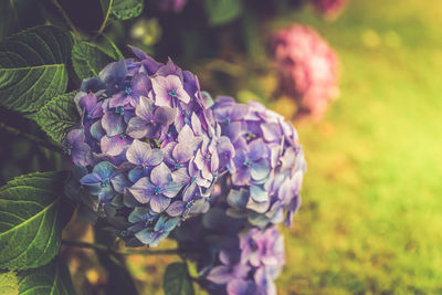 Close-up of purple flowering plant on field