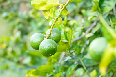 Close-up of berries growing on tree