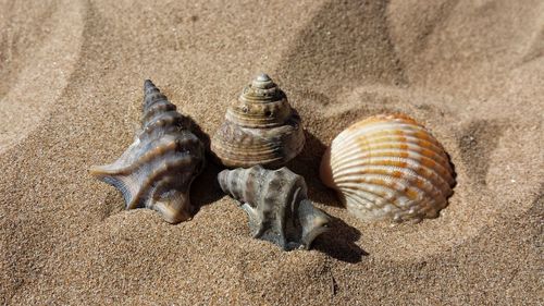 Close-up of seashell on beach