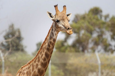 Portrait of giraffe at zoo