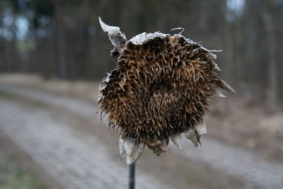 Close-up of dried plant on field