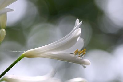 Close-up of white agapanthus blooming outdoors