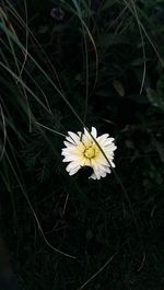 Close-up of white flower blooming outdoors