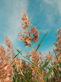 Fluffy golden reeds on turquoise blue sky background. trendy pampas grass  for poster wallpaper . 