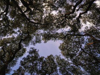 Low angle view of trees against sky