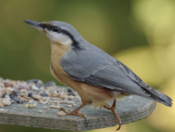 Close-up of bird perching on wood