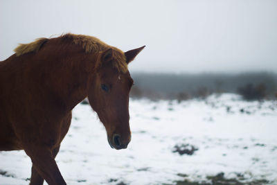 Wild brown horse in the snow and fog